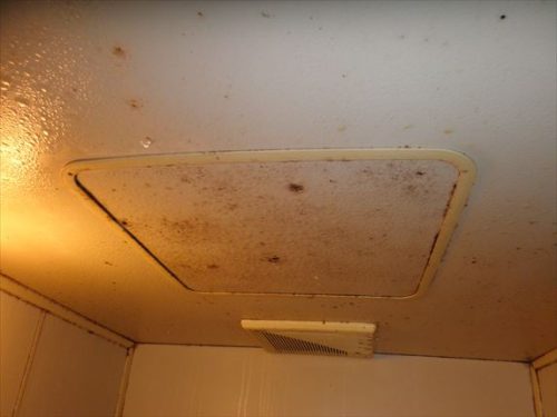 特に天井に水滴が溜まりカビの原因になっている浴室