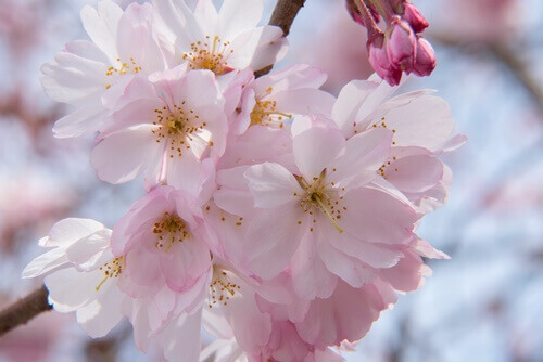 桜の花びら